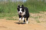 BORDER COLLIE 560
